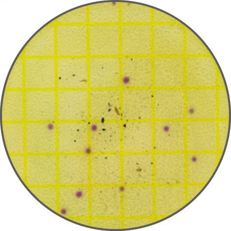 Тест-пластины Petrifilm для определения количества листерий