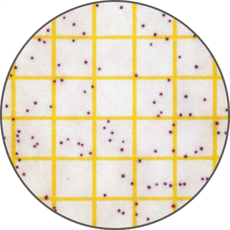Тест-пластины Petrifilm для определения количества стафилококков