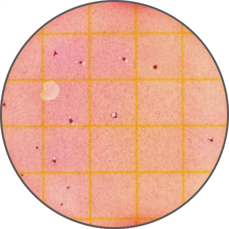 Тест-пластины Petrifilm для обнаружения колиформных бактерий
