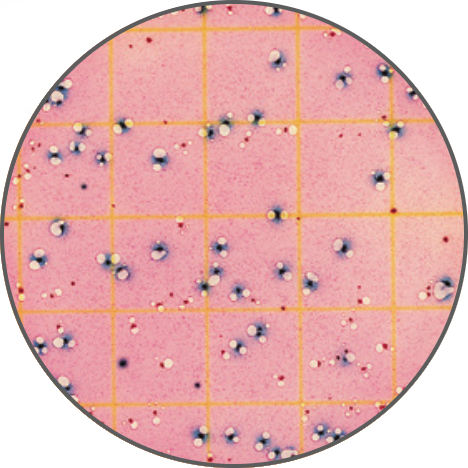 Тест-пластины Petrifilm для обнаружения E.coli и колиформных бактерий