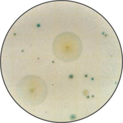 Тест-пластины Petrifilm для определения дрожжей и плесневелых грибов